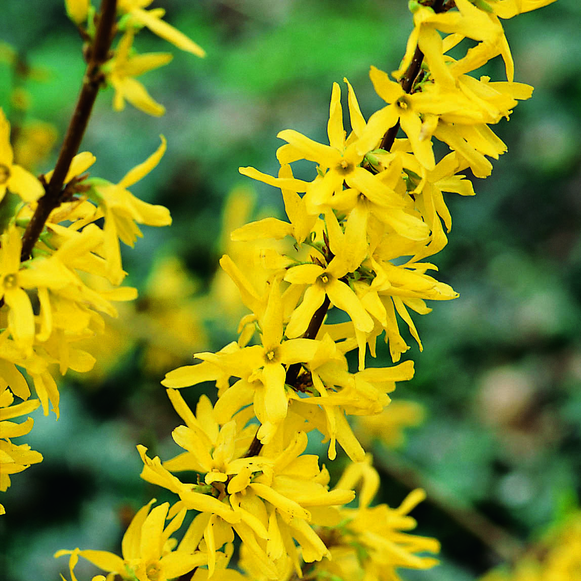 Prydnadsbuske Omnia Garden Prydnadsbuske Hybridforsythia 125-150cm
