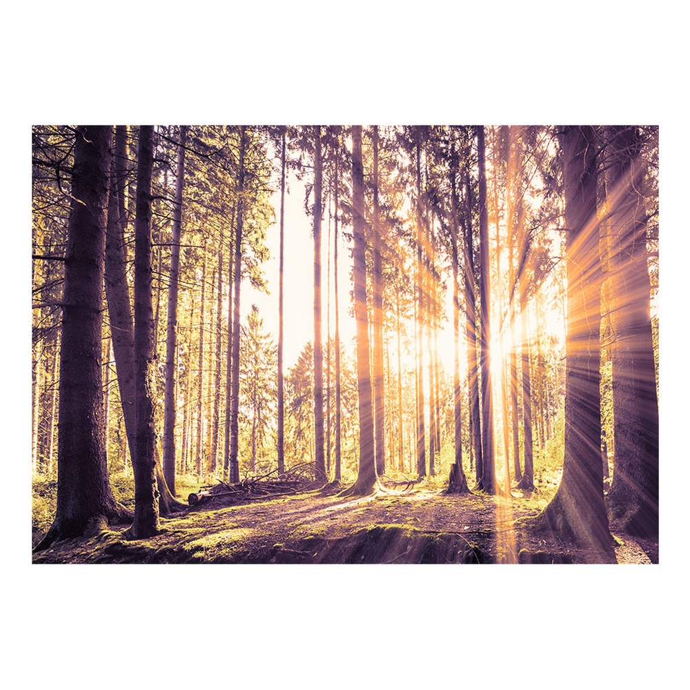 Fototapet Arkiio Självhäftande Forest Afternoon