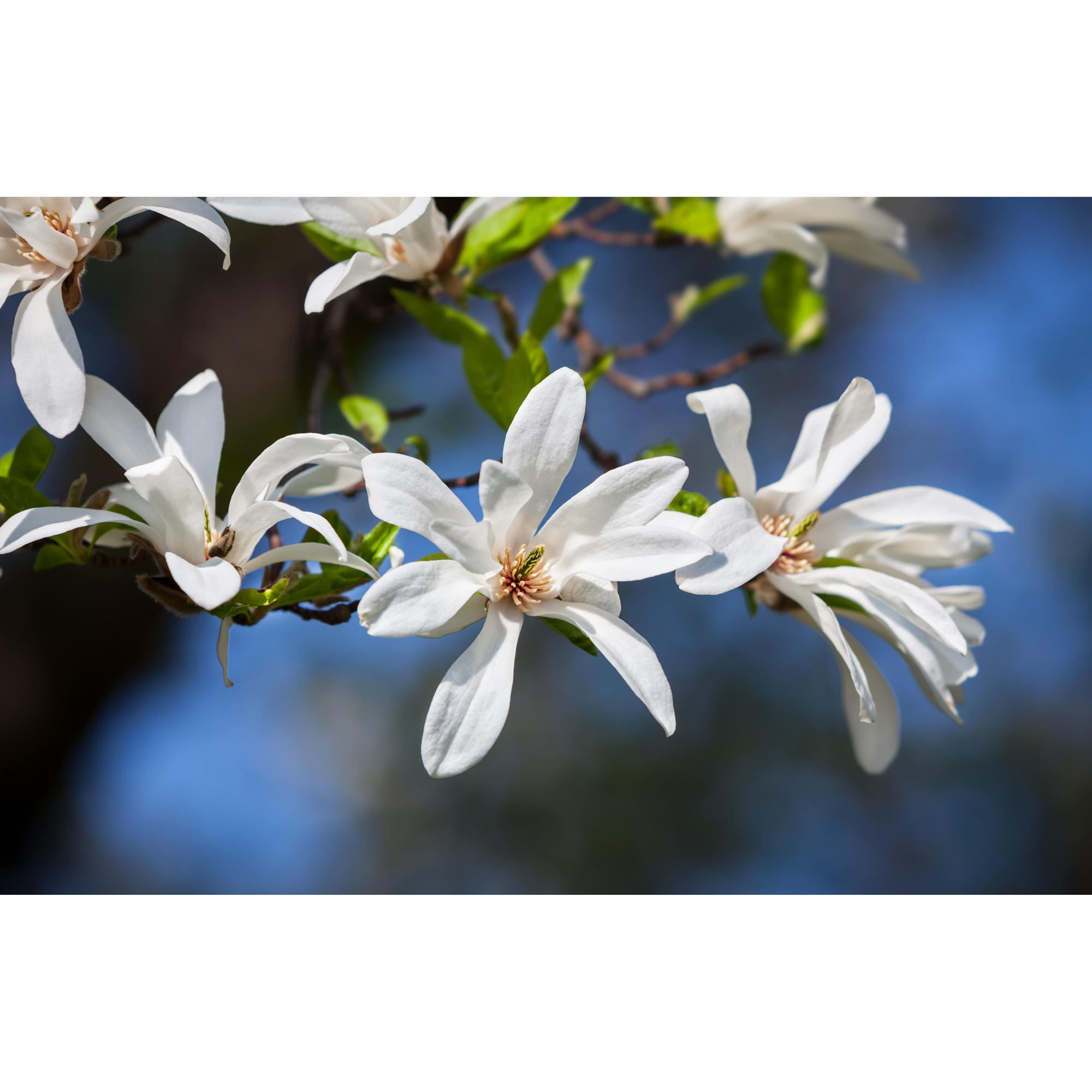 Prydnadsbuske Omnia Garden Japansk Magnolia Snövit Blomning Soligt Läge Barrot Grön Lövverk