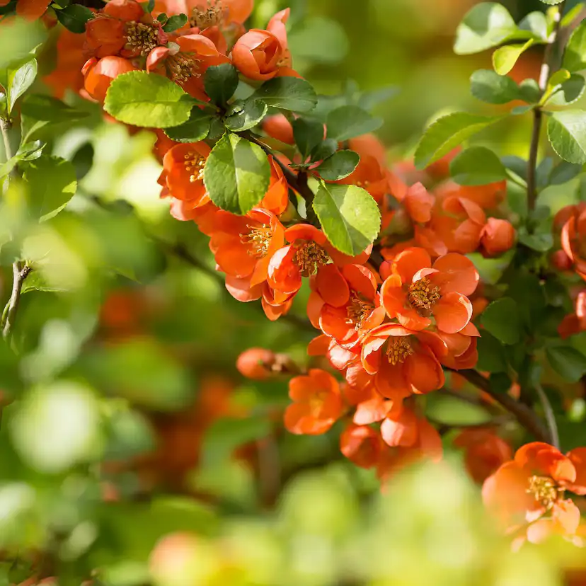 Fruktträd Omnia Garden Liten Rosenkvitten Balsgård Rondo 'Rondo'