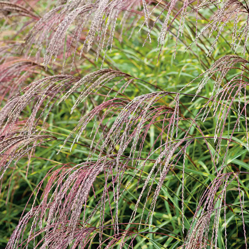 Prydnadsgräs Omnia Garden Glansmiskantus Little Zebra