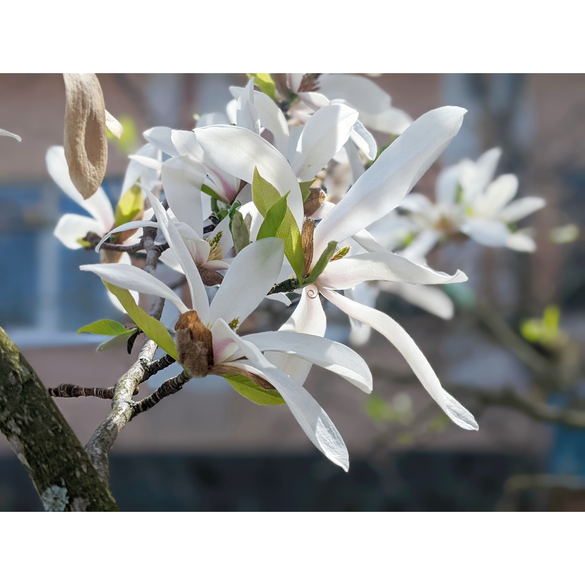 Prydnadsbuske Omnia Garden Japansk Magnolia Snövit Blomning Soligt Läge Barrot Grön Lövverk