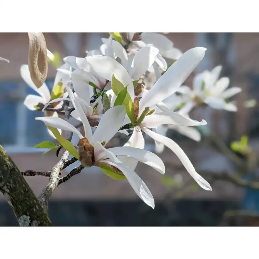 Prydnadsbuske Omnia Garden Japansk Magnolia Snövit Blomning Soligt Läge Barrot Grön Lövverk