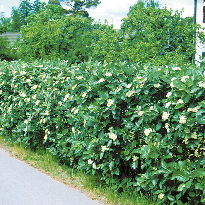 Häck Omnia Garden Oxelhäck 30-50 cm