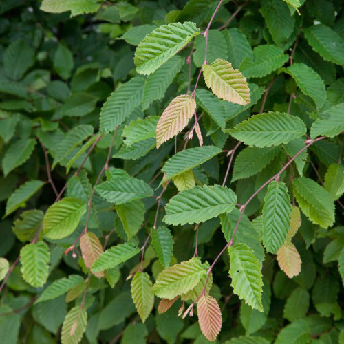 AvenBok Omnia Garden 20-40 cm Krukodlade