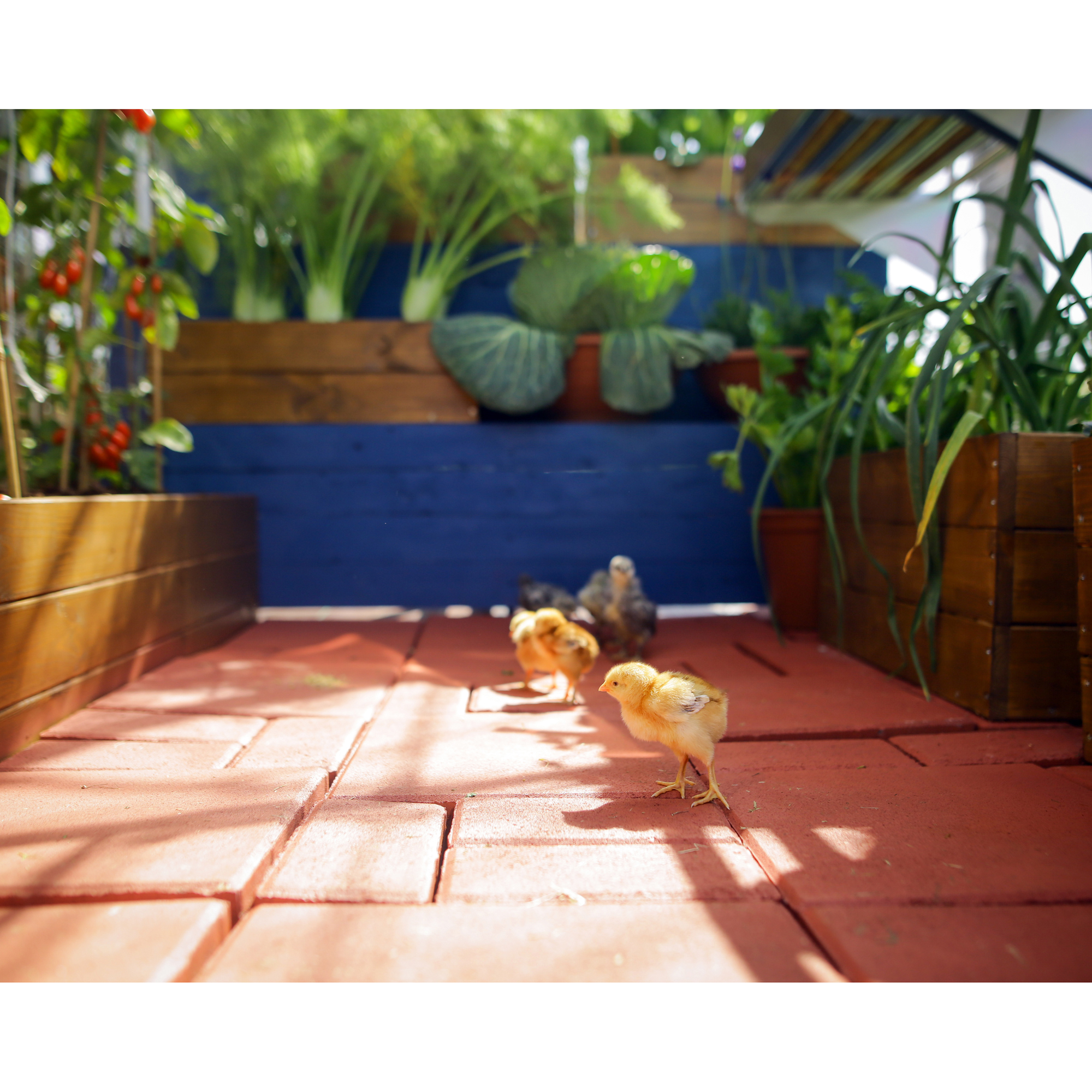 Växthus Canopia by Palram Visby 2,3 m²