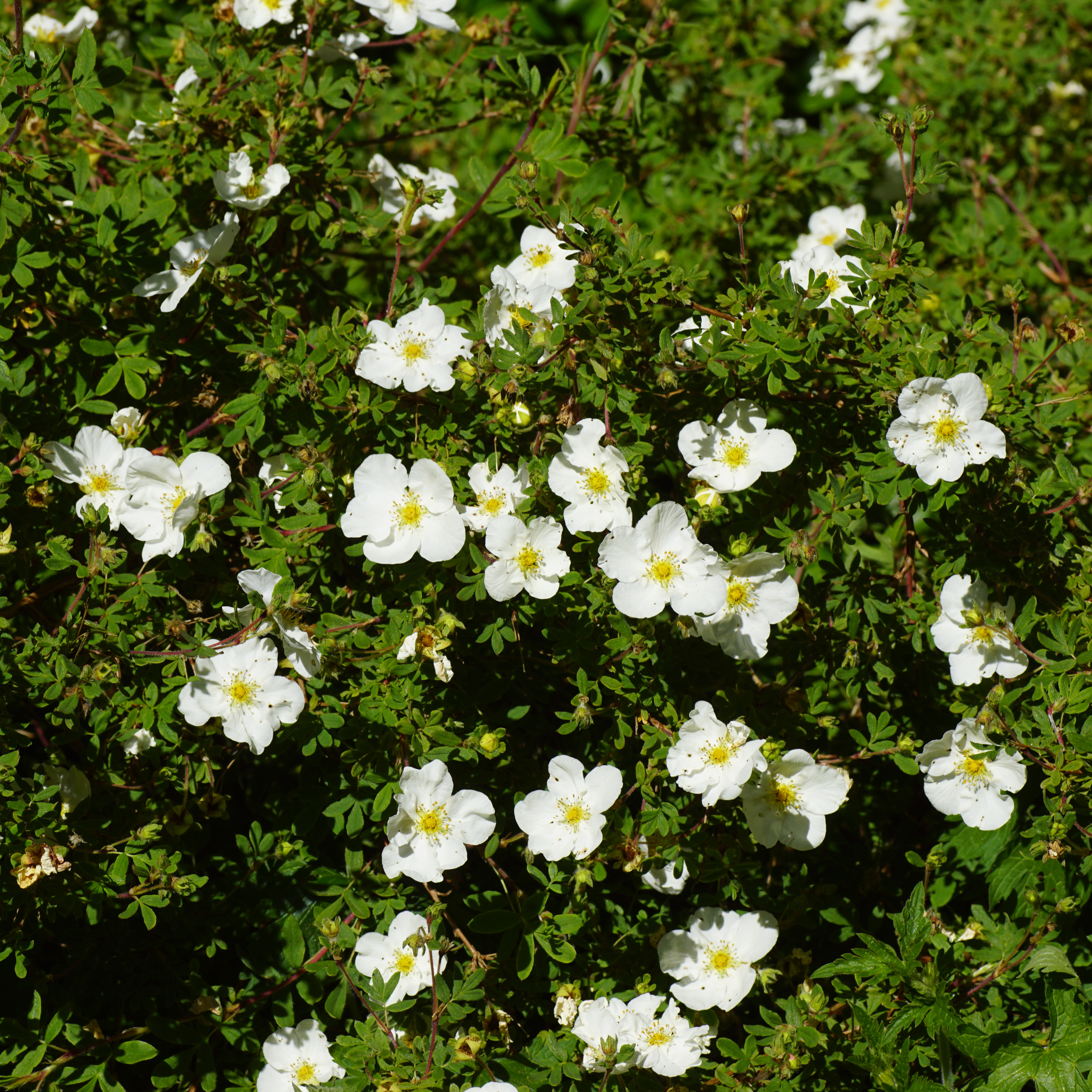 Buske Omnia Garden Vit Ölandstok 10-30cm Krukodlade