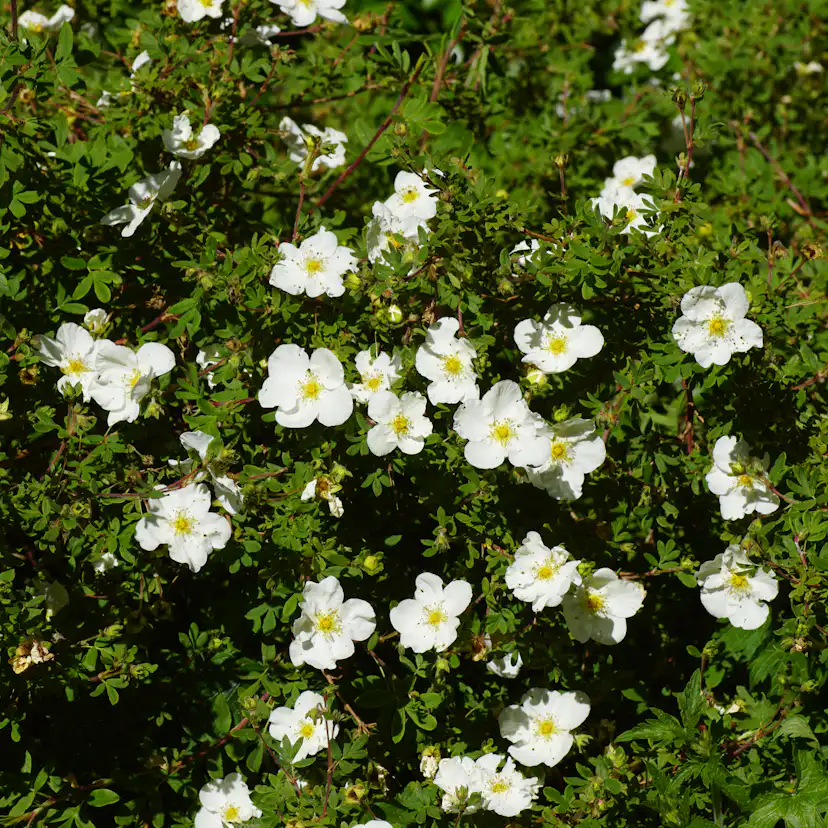 Buske Omnia Garden Vit Ölandstok 10-30cm Krukodlade