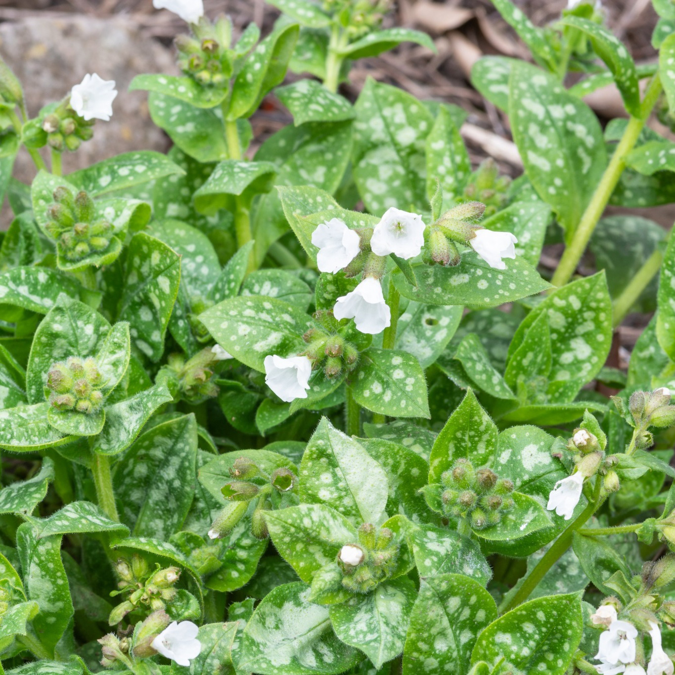 Perenn Omnia Garden Fläckig Lungört Sissinghurst White