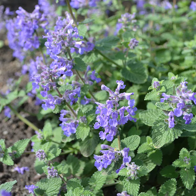 Rabattblomma Omnia Garden Bergnepeta Linghem