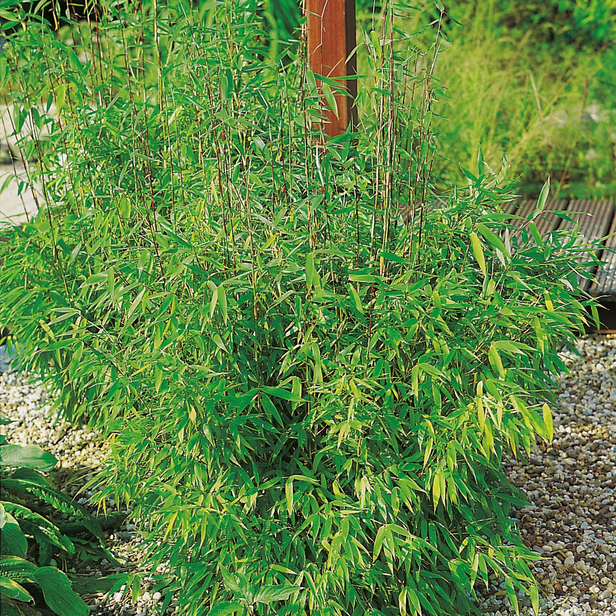 Prydnadsbuske Bergbambu Omnia Garden Simba
