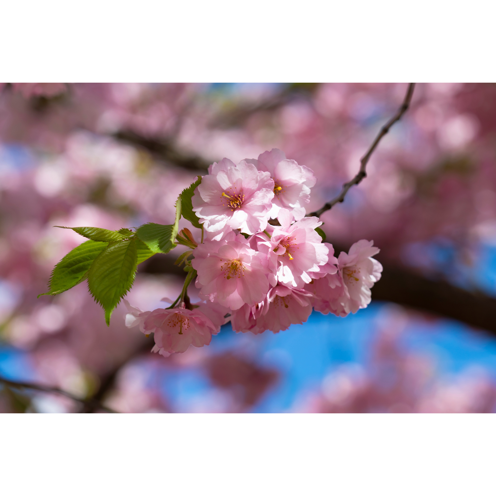 Bergkörsbär Omnia Garden Japanskt Prydnadsträd 300-400 cm, Rosa/Mörkröd Blomning, Alleträd, Högstamsträd