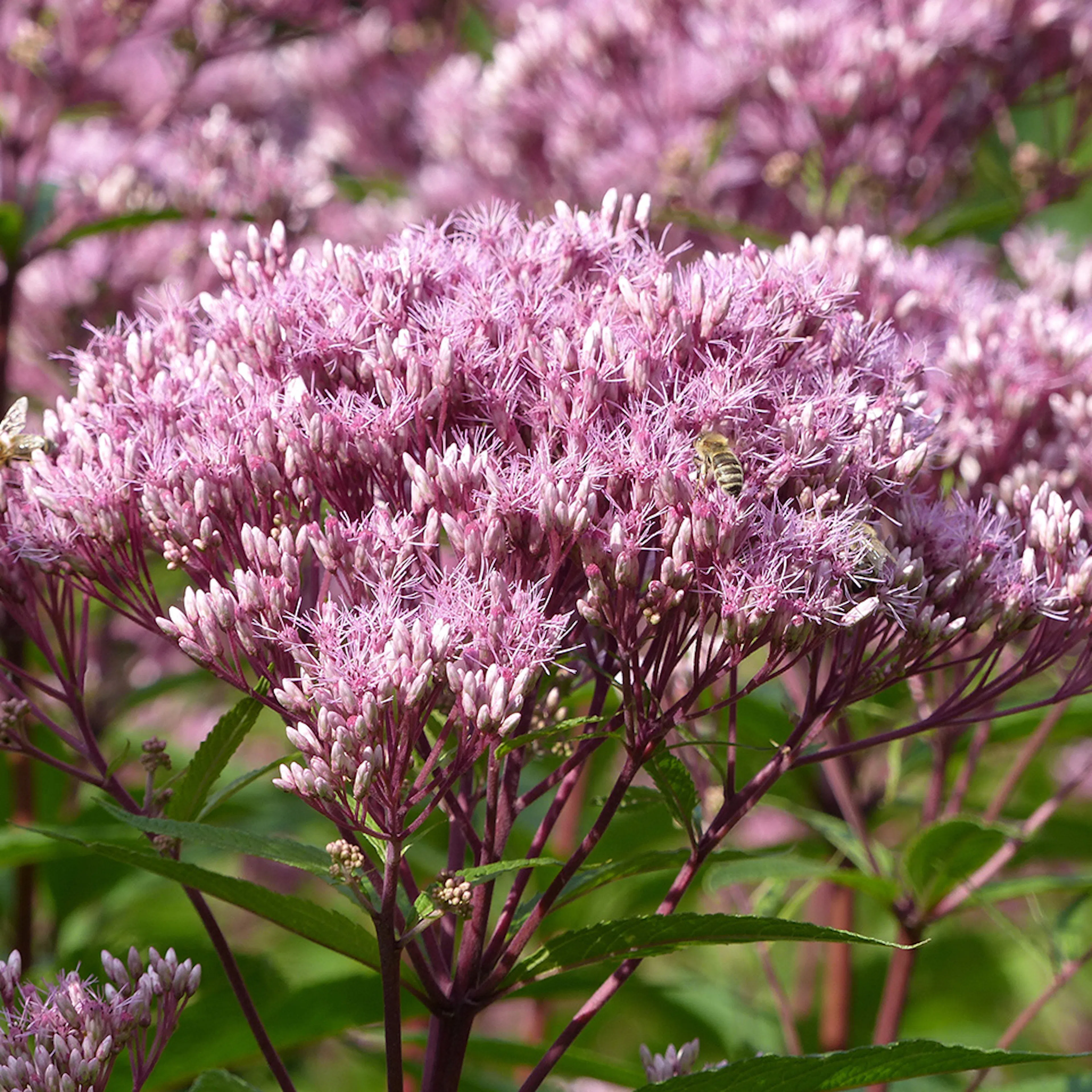 Perenn Omnia Garden Fläckflockel Purple Bush Rosenflockel