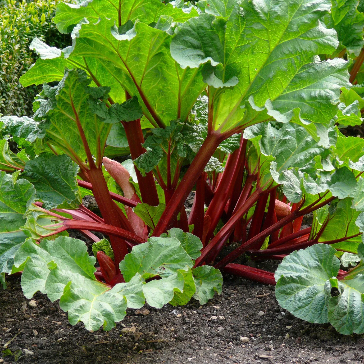 Rabarber Omnia Garden Spangsbjerg