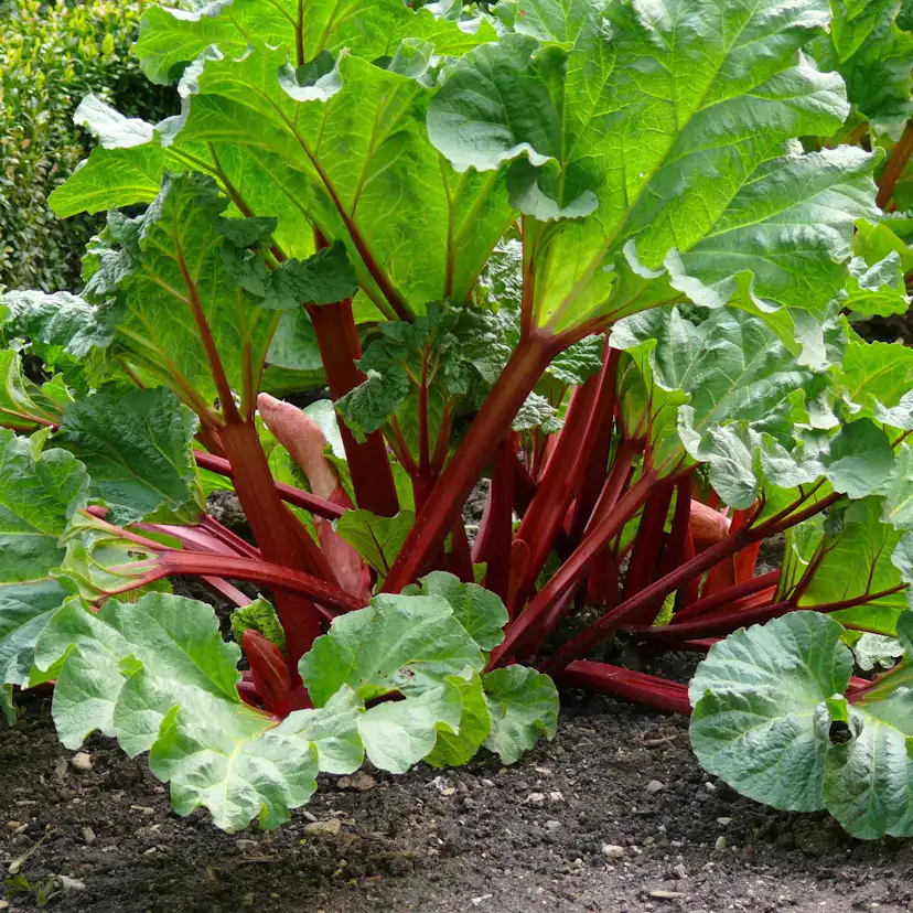 Rabarber Omnia Garden Spangsbjerg
