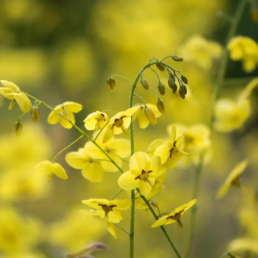 Sockblomma Omnia Garden Sulphureum Blekgul
