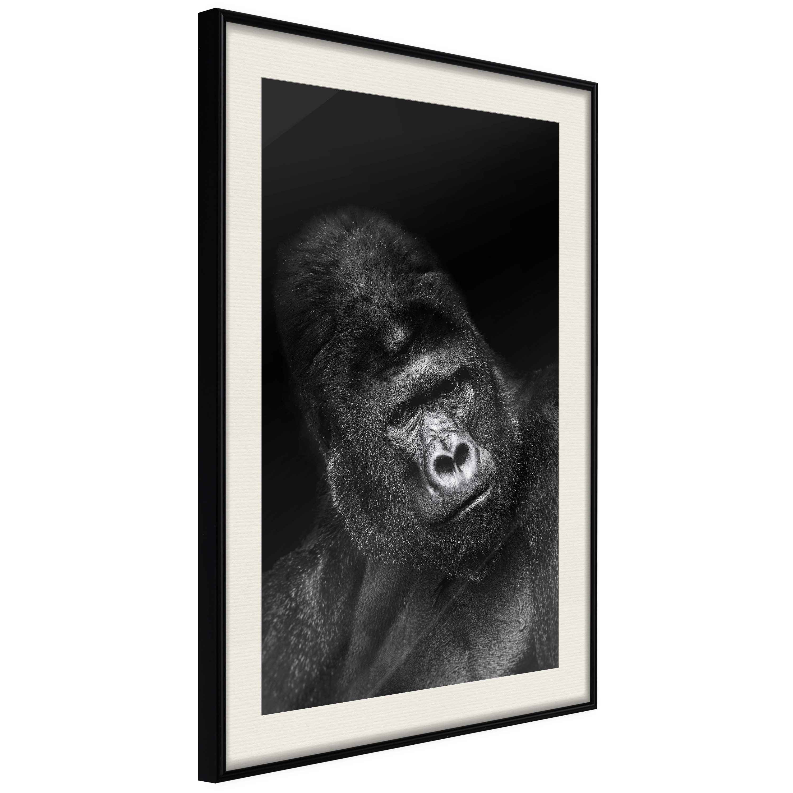 Affisch - Gorilla [Poster] 40x60 Svart ram med passepartout, 40x60 cm