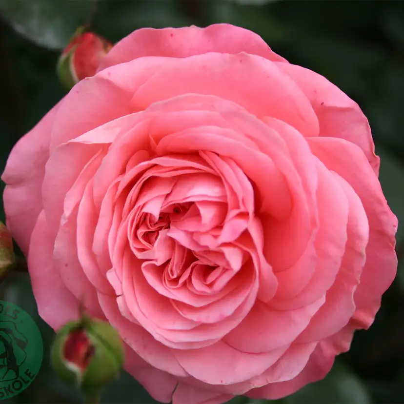 Flerblommig Rabattros Omnia Garden Schackenborg