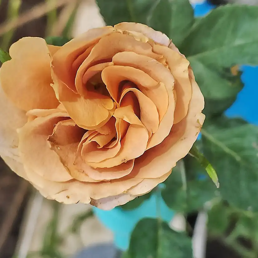 Buskros Omnia Garden Floribundaros Honey Dijon Weksproulses