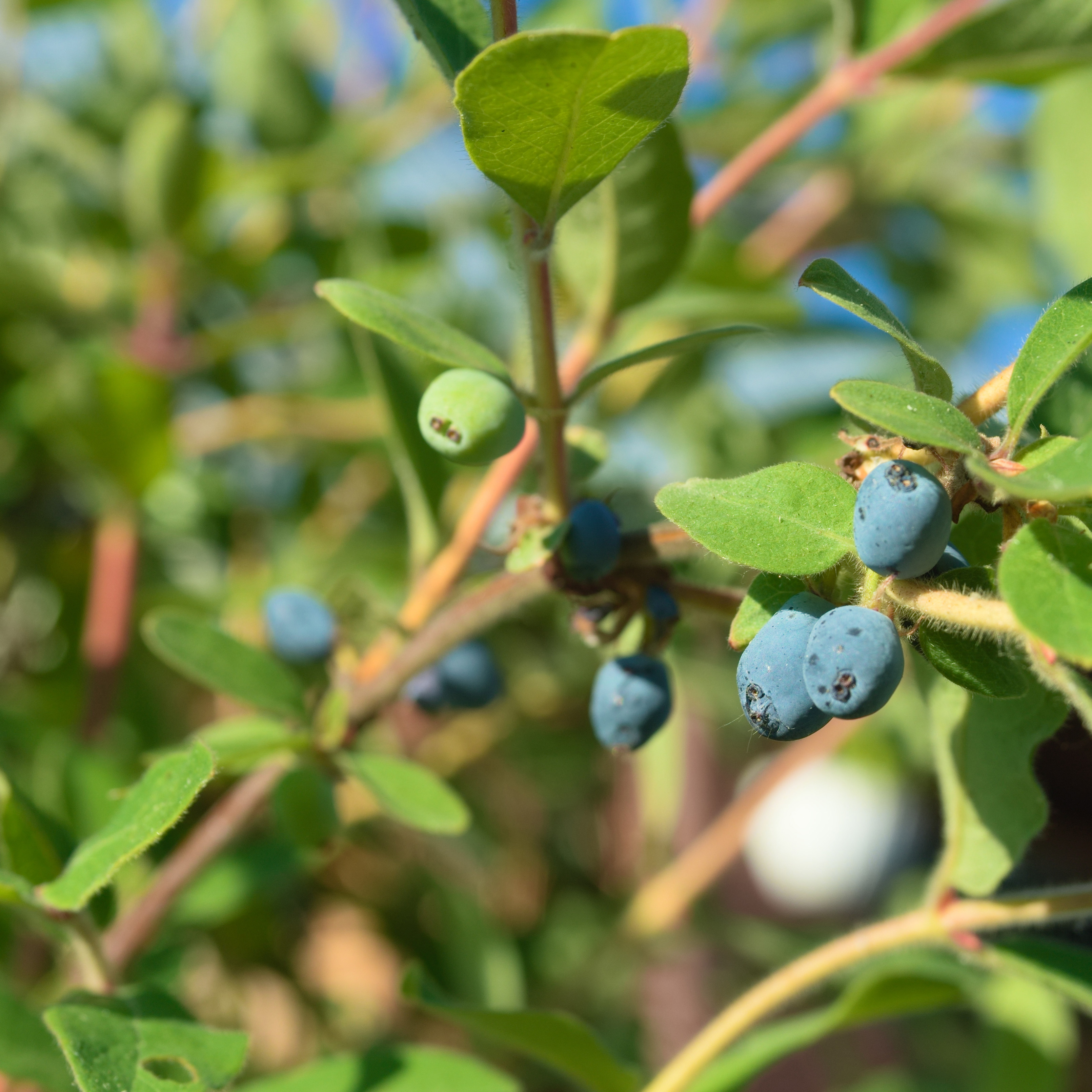 Klätterbenved Omnia Garden Euonymus fort. Emerald Gaiety