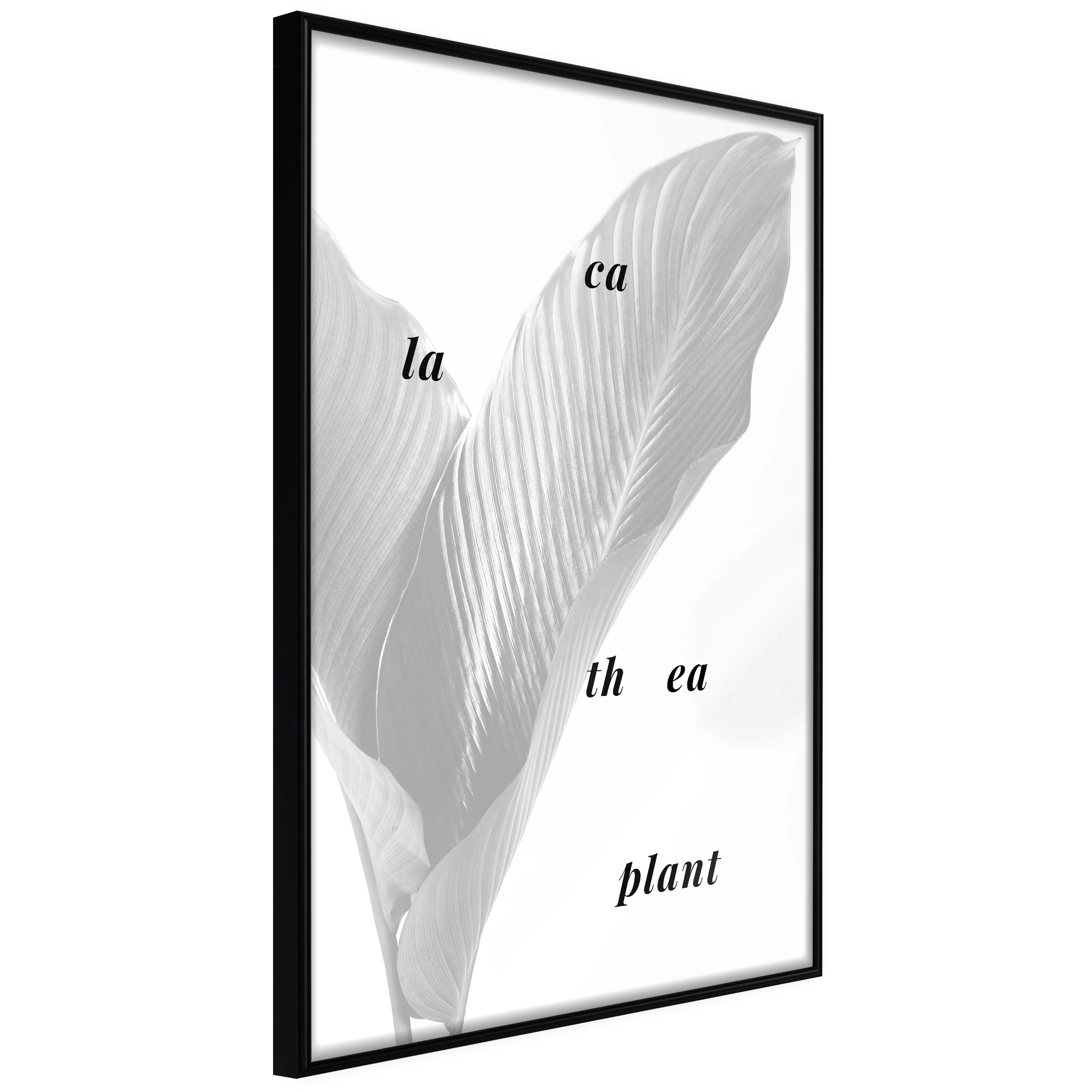 Affisch - Calathea Plant [Poster] 20x30 Svart ram, 20x30 cm