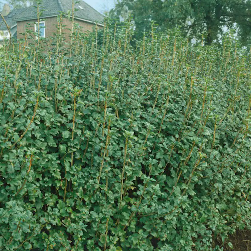 Häck Omnia Garden Måbär 20-40cm Krukodlade