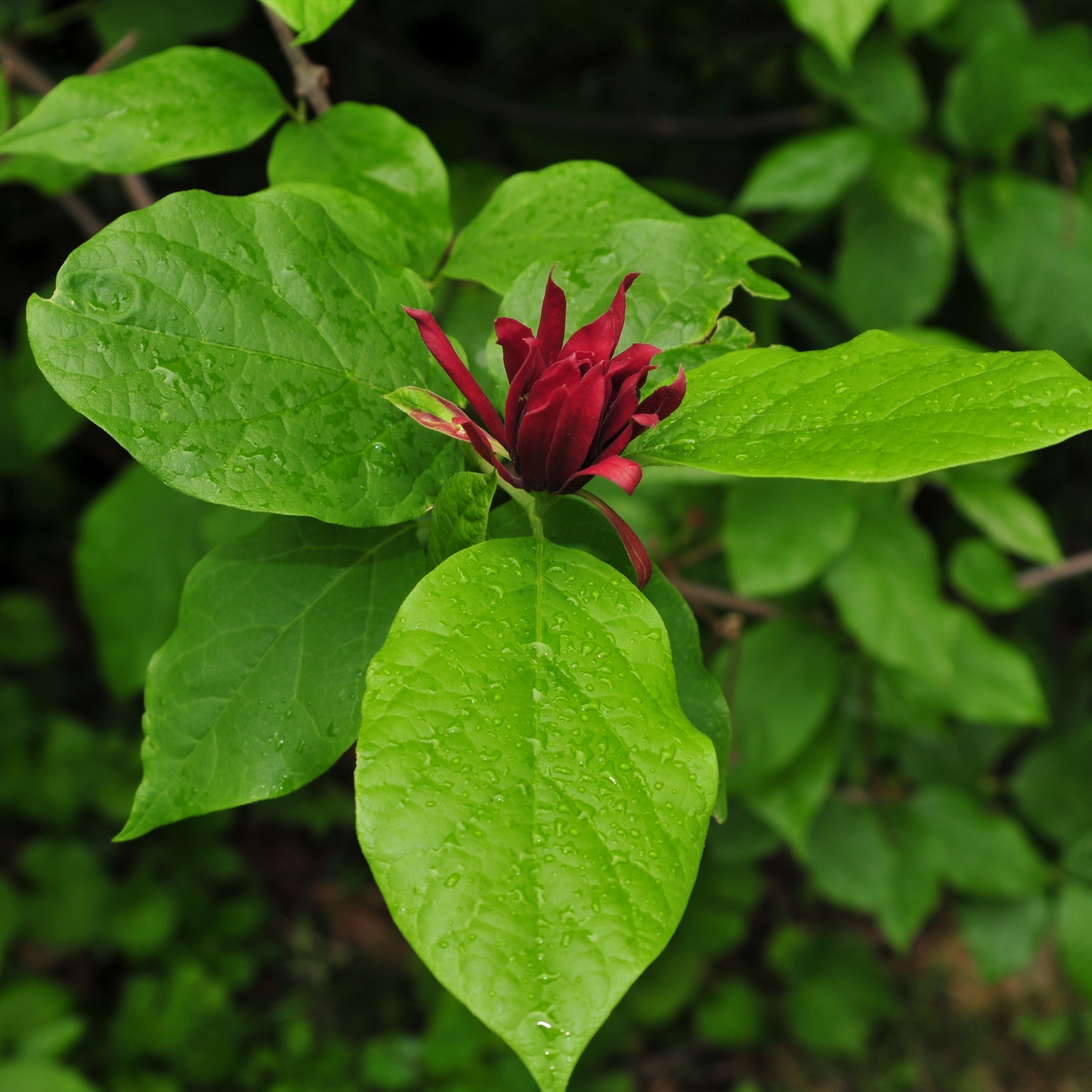 Kryddbuske Omnia Garden 150-200 cm
