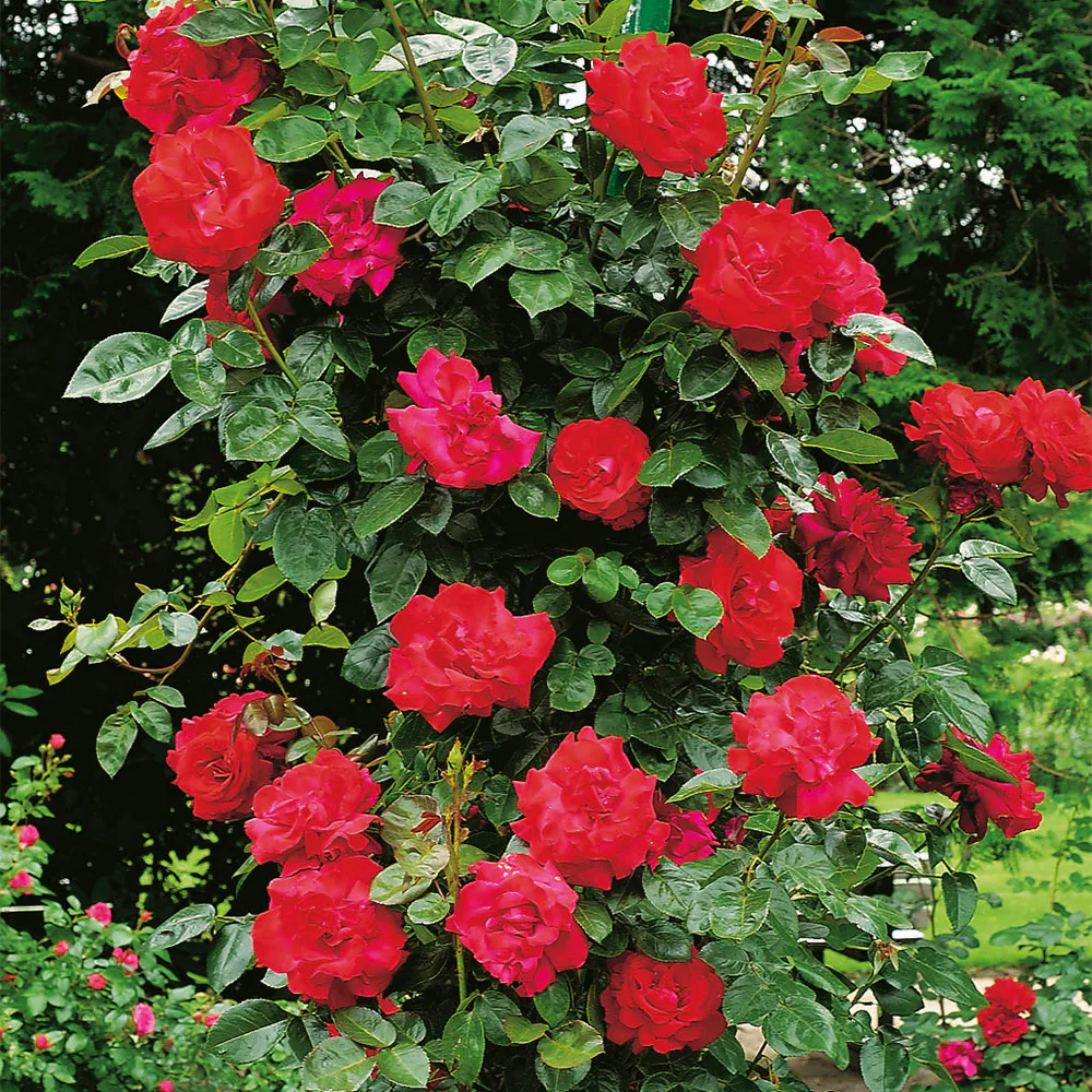 Storblommig Klätterros Omnia Garden Santana