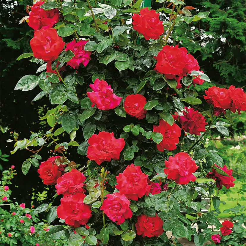 Storblommig Klätterros Omnia Garden Santana