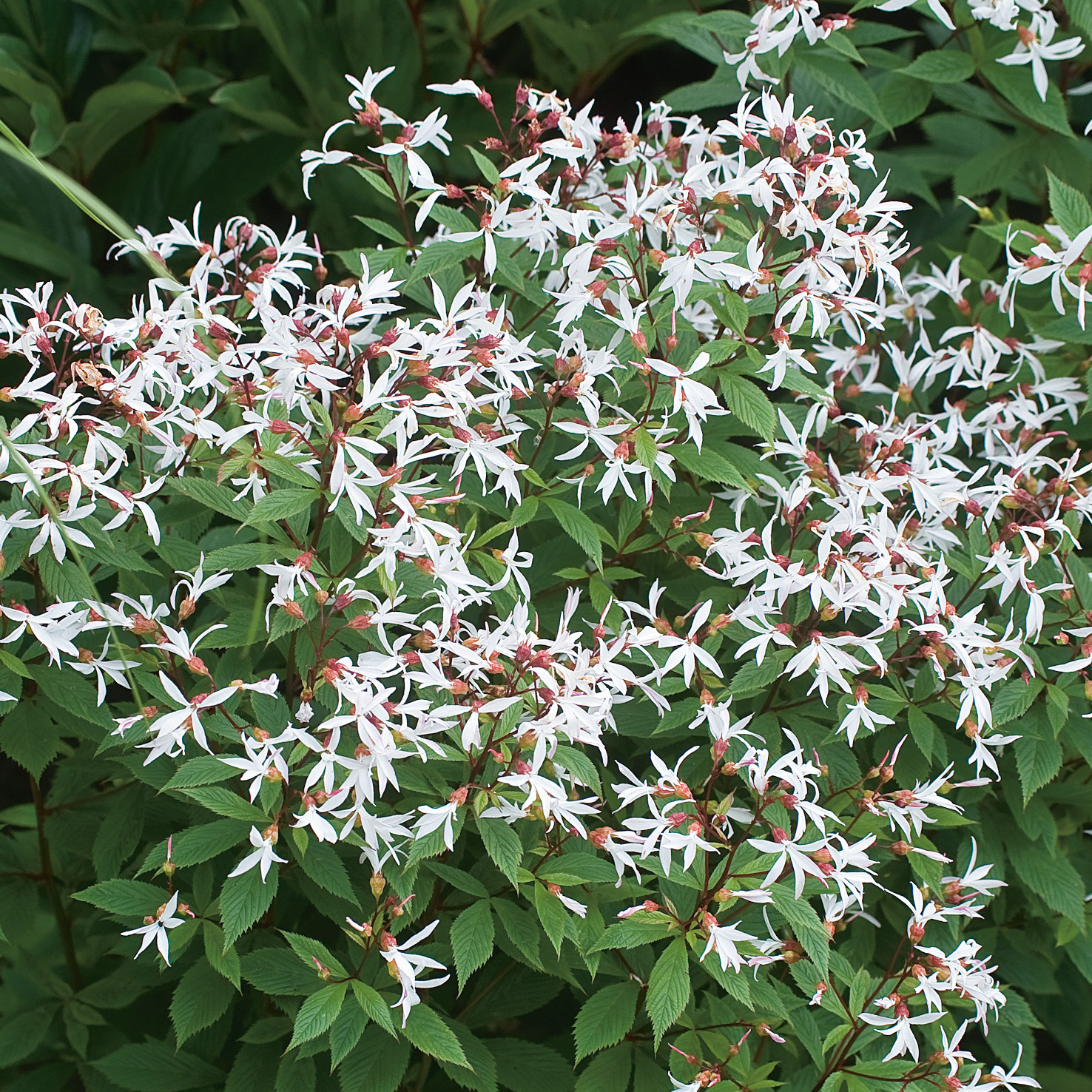 Perenn Omnia Garden Gillenia Trebladspira