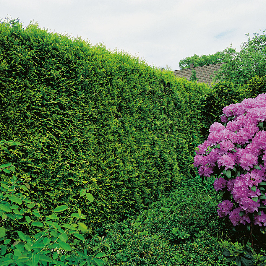 Häck Omnia Garden Ädeltuja Smaragd 80-100 cm