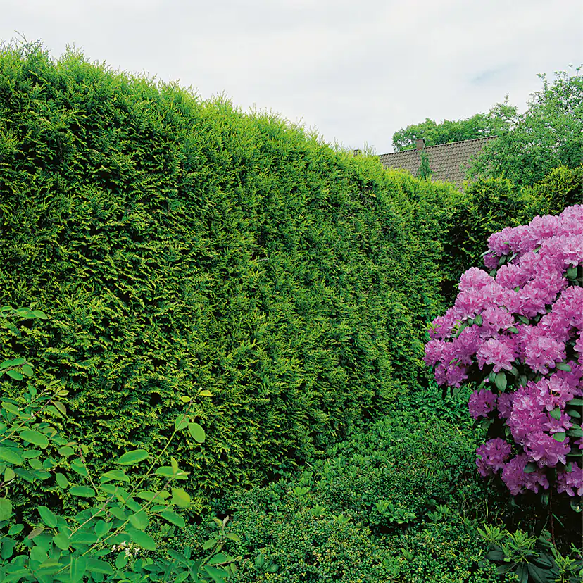 Häck Omnia Garden Ädeltuja Smaragd 80-100 cm
