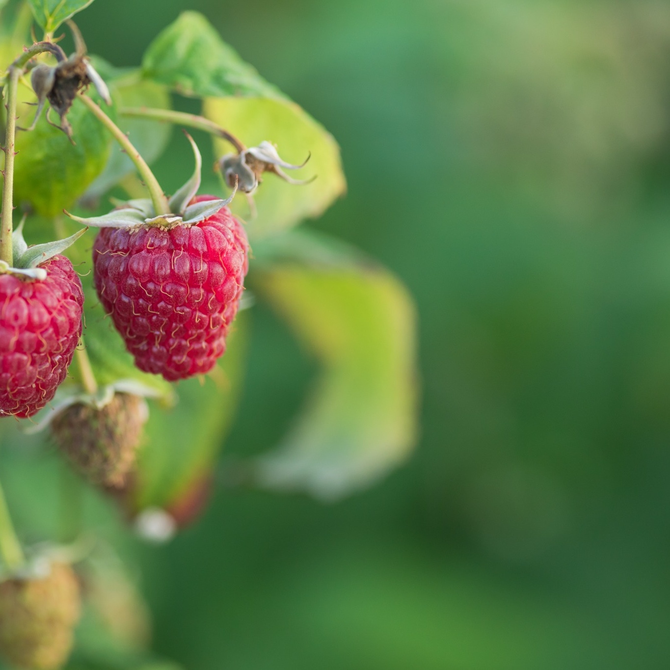 Hallon Omnia Garden Rubus Polka E