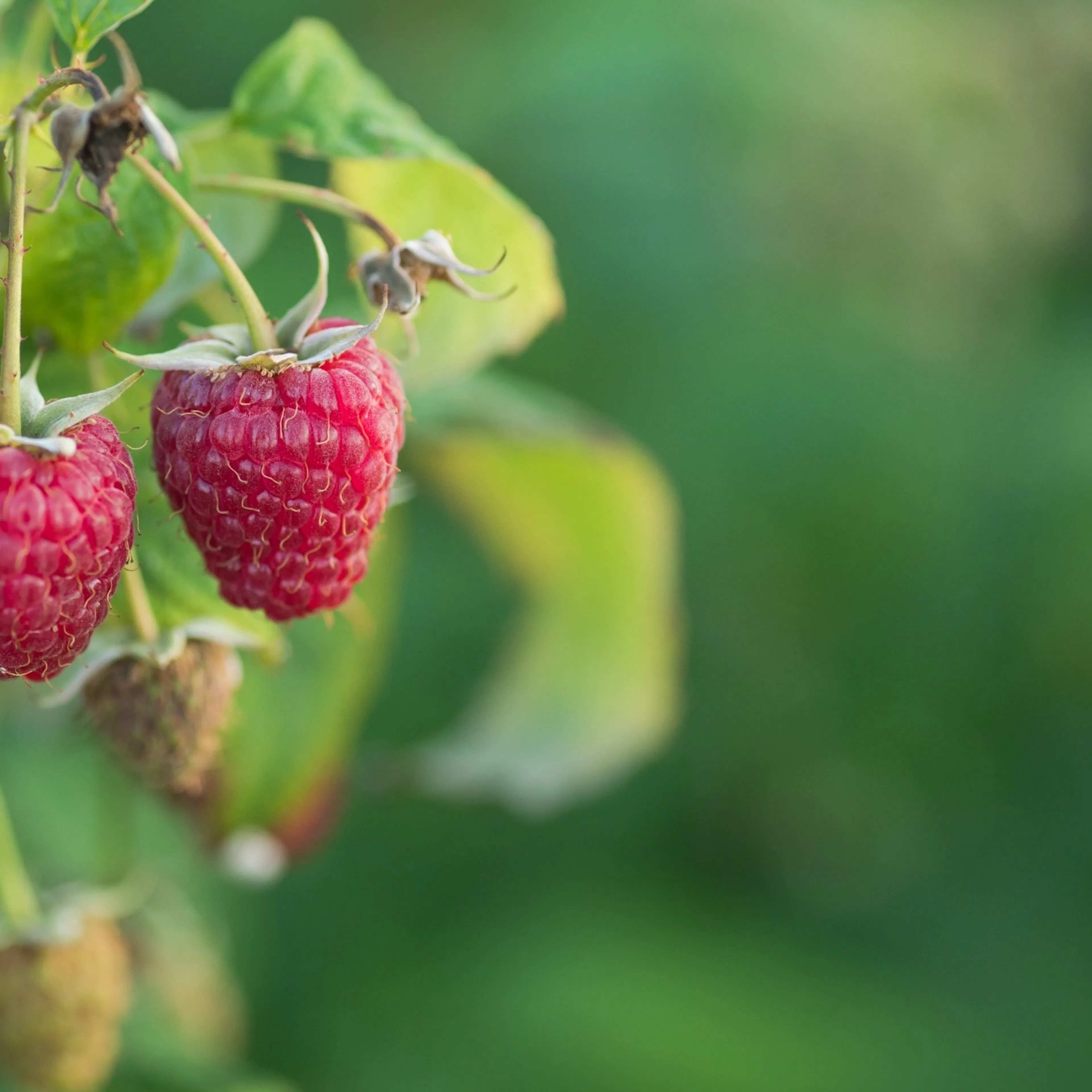 Rubus (Hösthallon) 'Polka' E , 3-pack 3-Pack