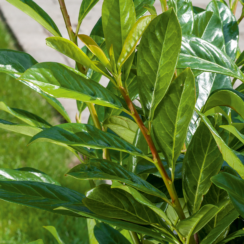 Häck Omnia Garden Lagerhägg Novita