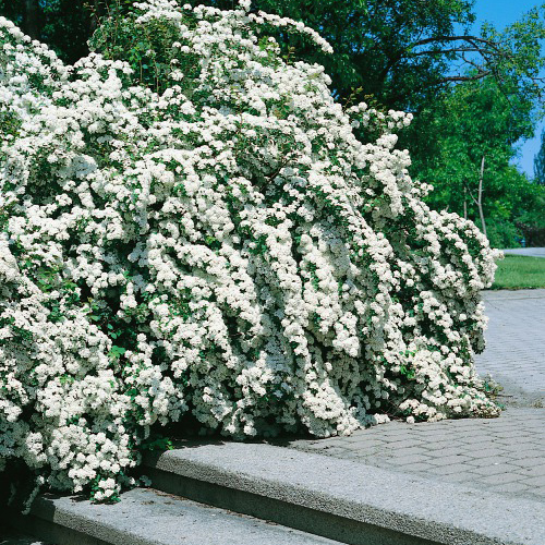 Buske Omnia Garden Bukettspirea 50-80 cm