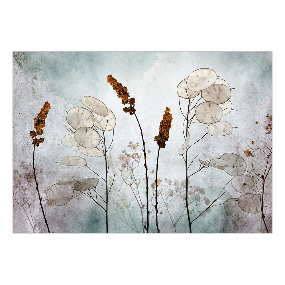 Fototapet Arkiio Lunaria in the Meadow Självhäftande