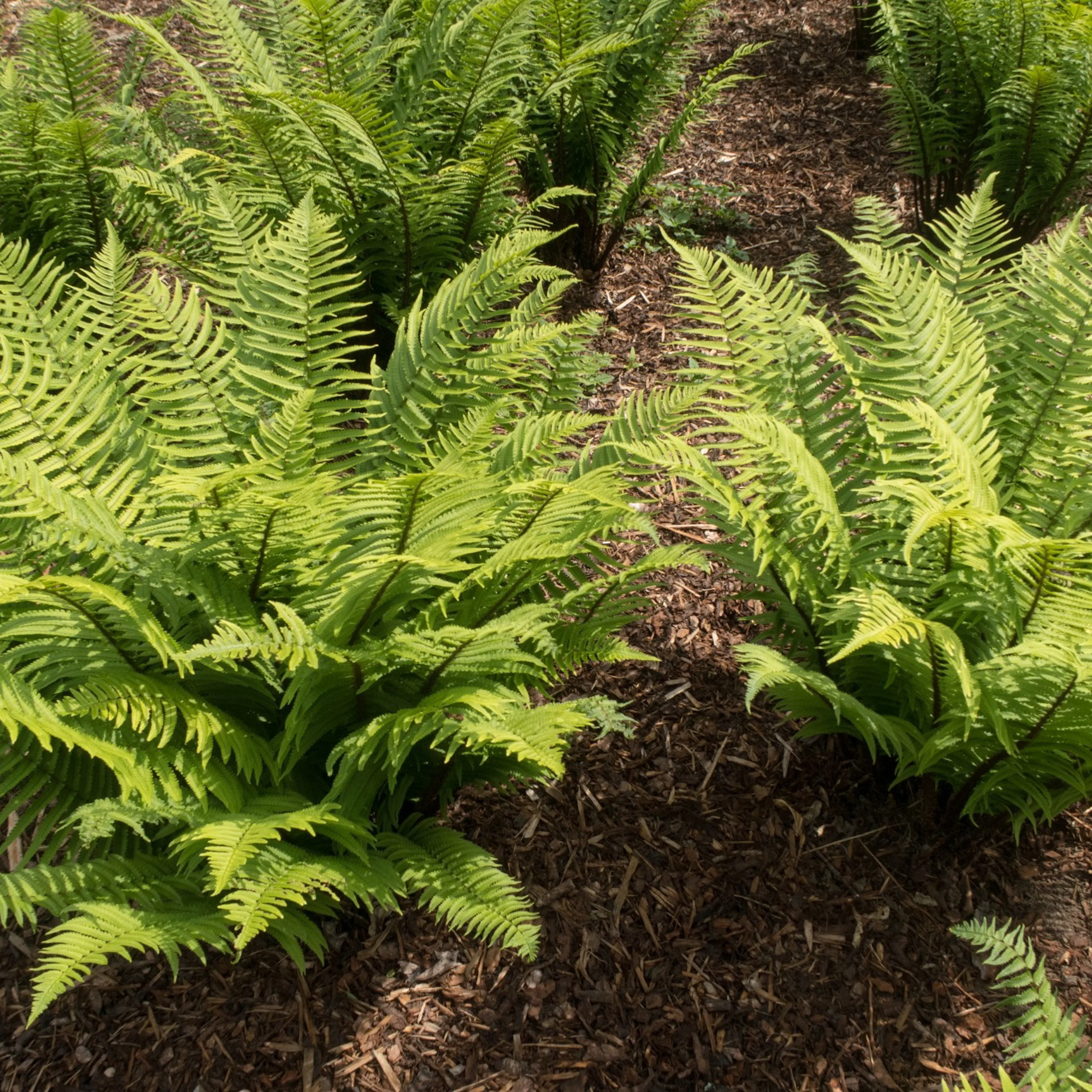 Perenn Omnia Garden Lurvbräken Dryopteris Cycadina 2L