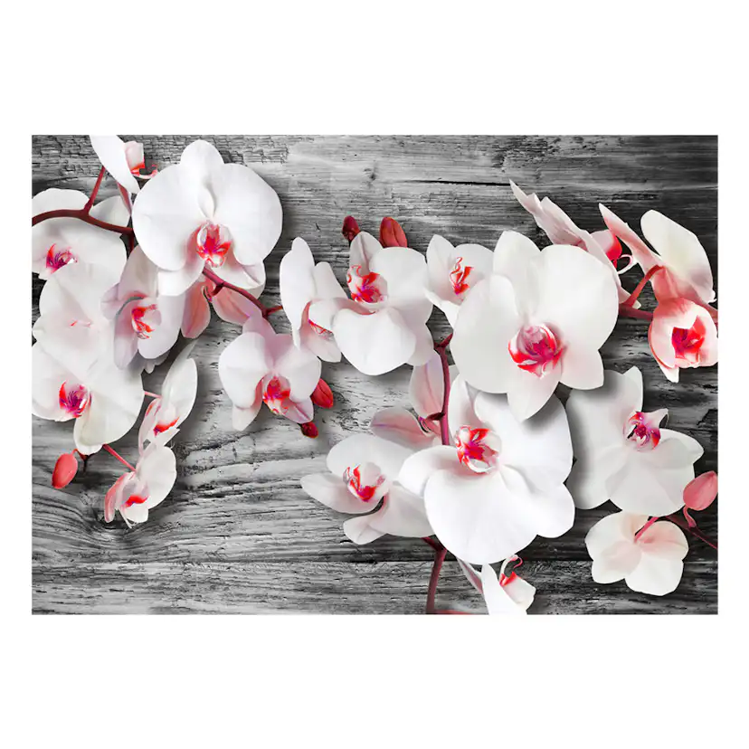 Fototapet Arkiio Callous Orchids