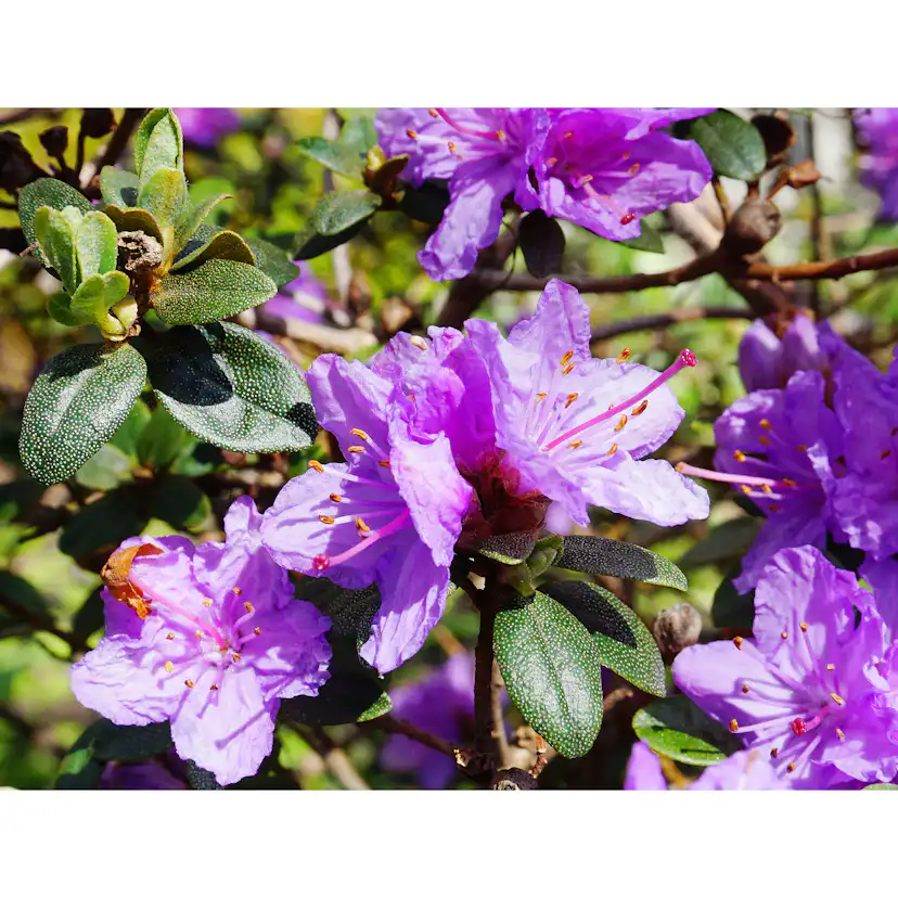 Rhododendron Tuvalpros Omnia Garden Ramapo 20-25 cm