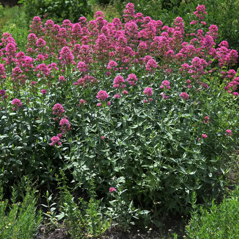 Perenn Omnia Garden Centranthus Ruber Coccineus