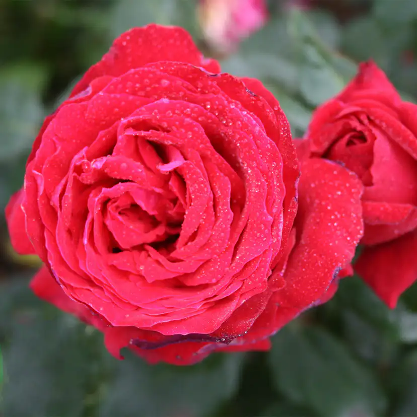 Storblommig Rabattros Omnia Garden Isabella Rossellini