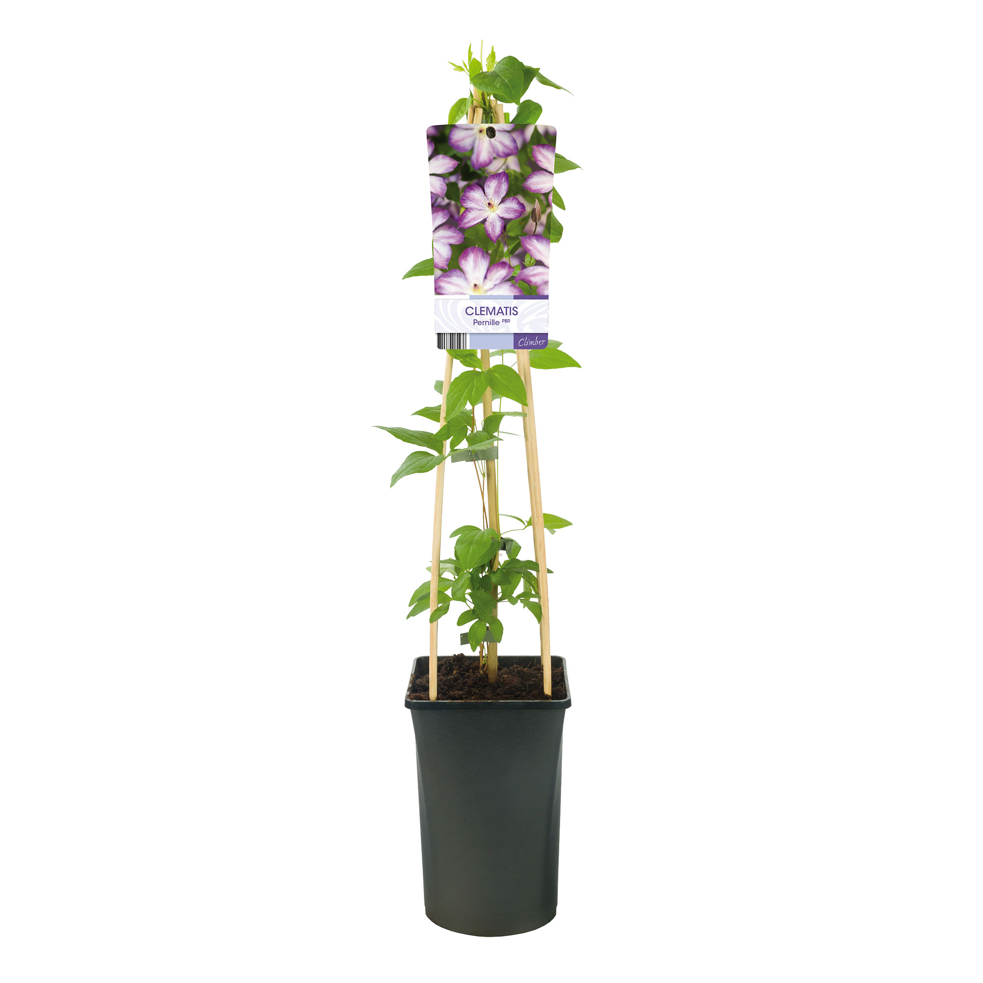 Klätterväxt Kelmatis Pernille Omnia Garden 40-60 cm