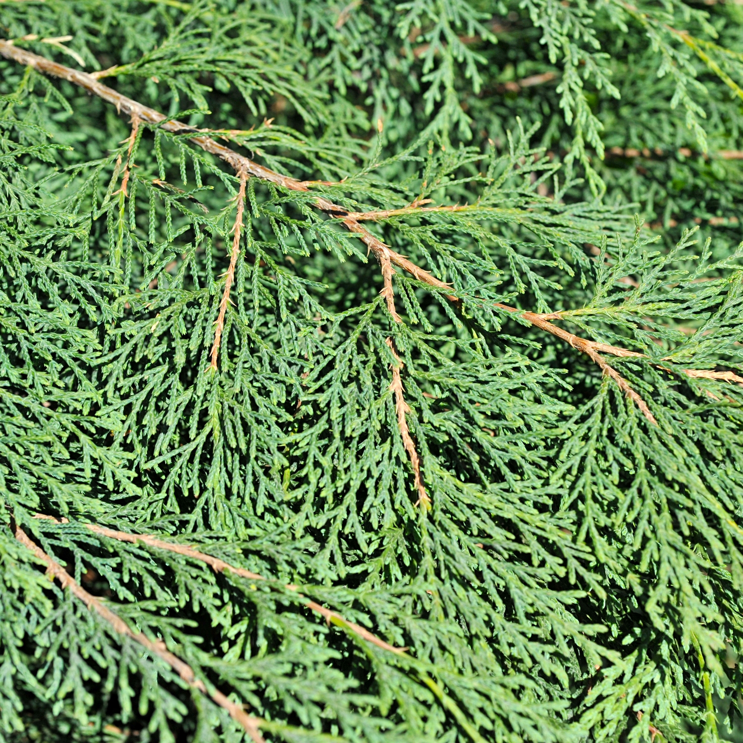 Kryptuja Omnia Garden Lågväxande