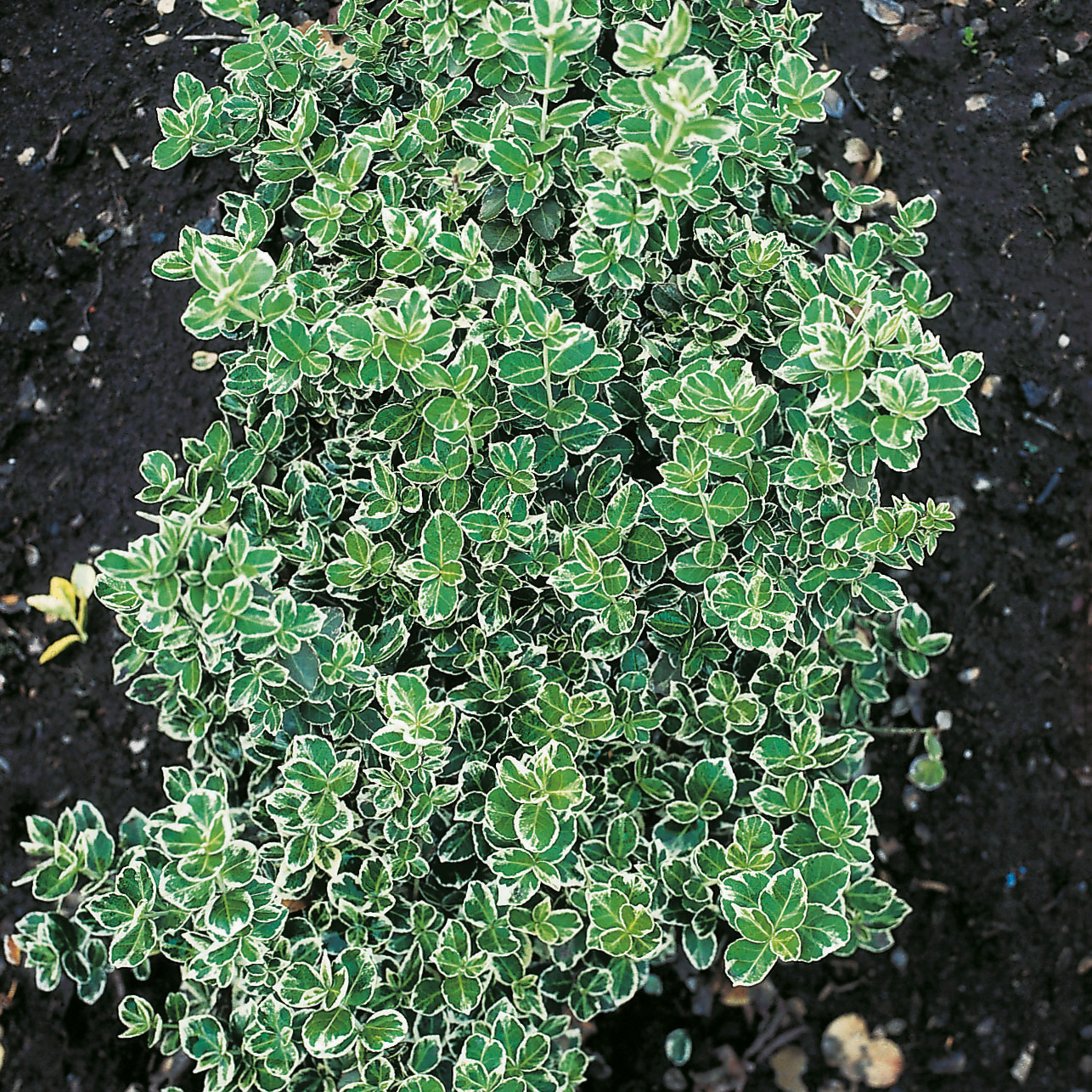 Klätterbenved Omnia Garden Euonymus fort. Emerald Gaiety