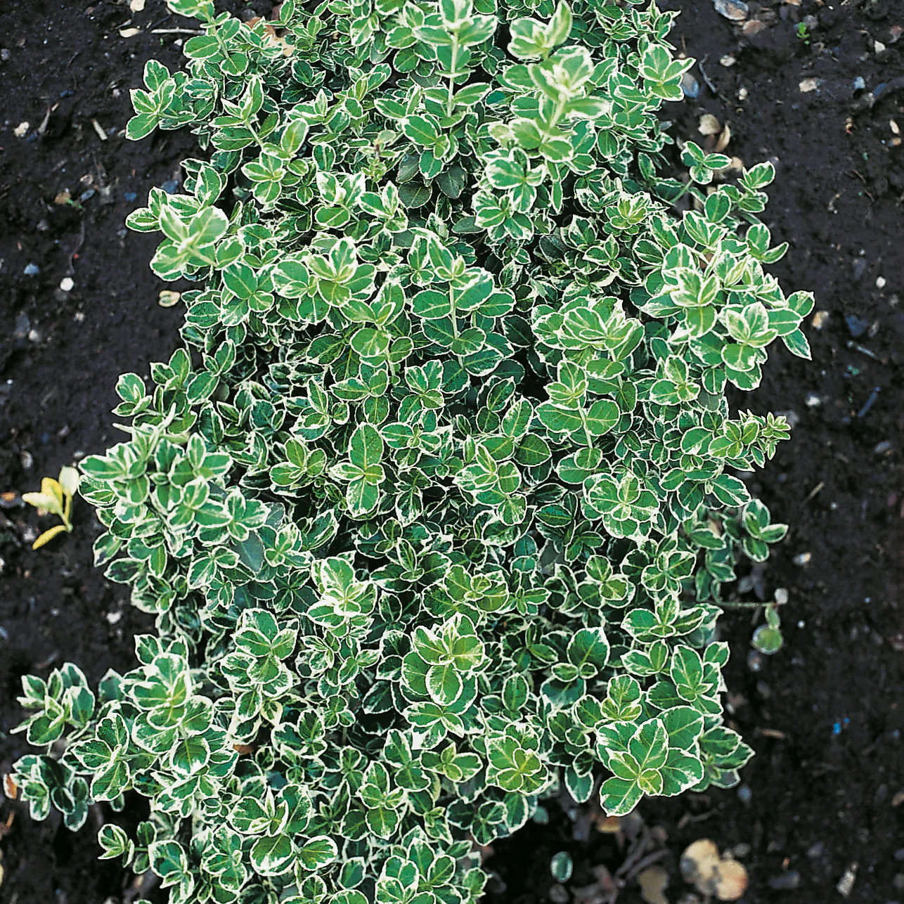 Klätterbenved Omnia Garden Euonymus fort. Emerald Gaiety