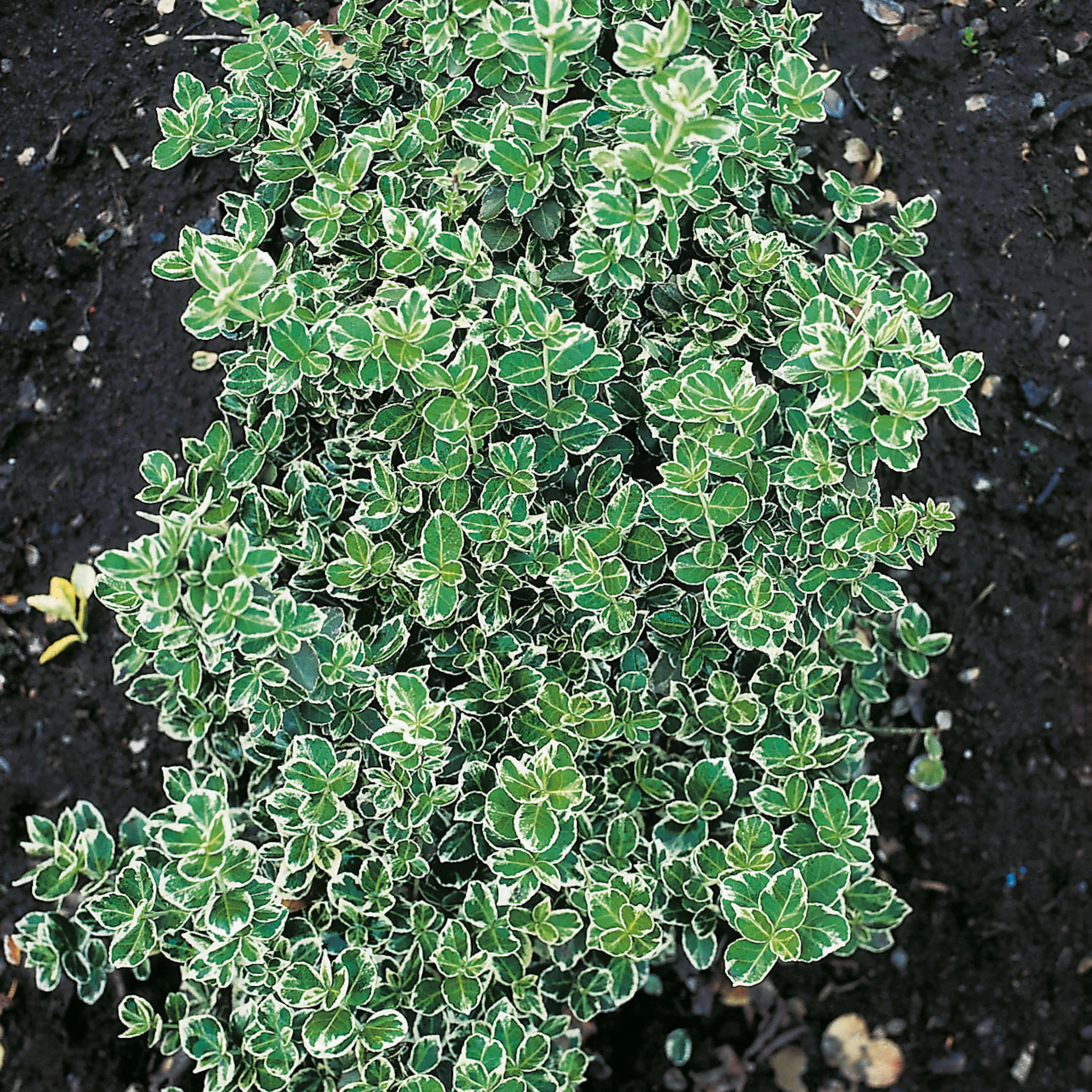 Klätterbenved Omnia Garden Euonymus fort. Emerald Gaiety