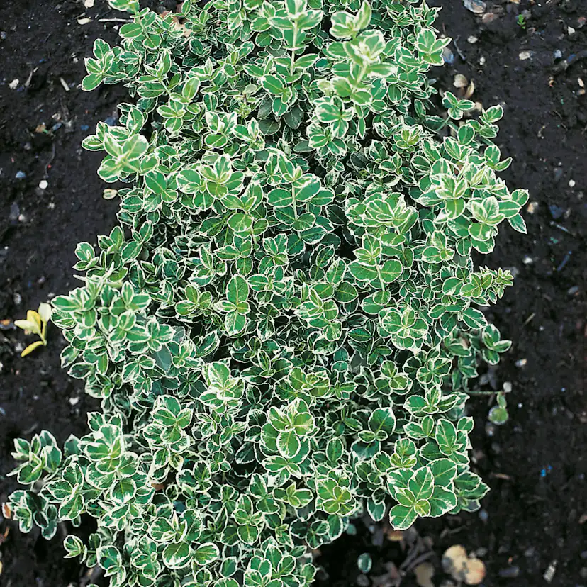 Klätterbenved Omnia Garden Euonymus fort. Emerald Gaiety