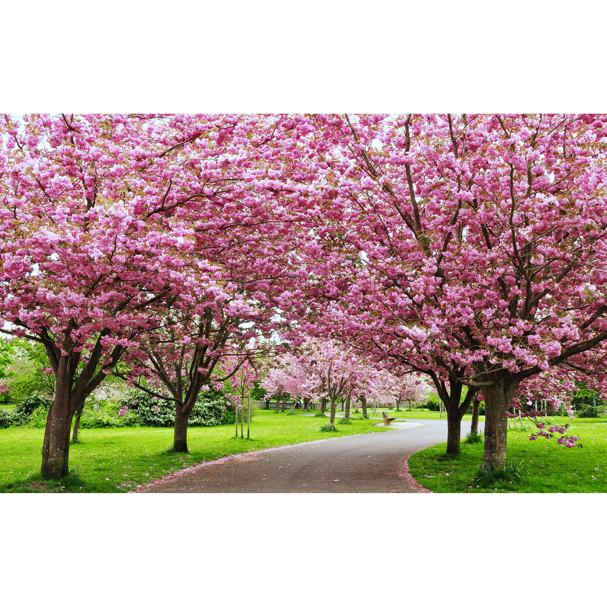 Pryndadsträd Omnia Garden Frilandsodlat Japanskt Körsbärsträd 350-450 cm, Högstamsträd