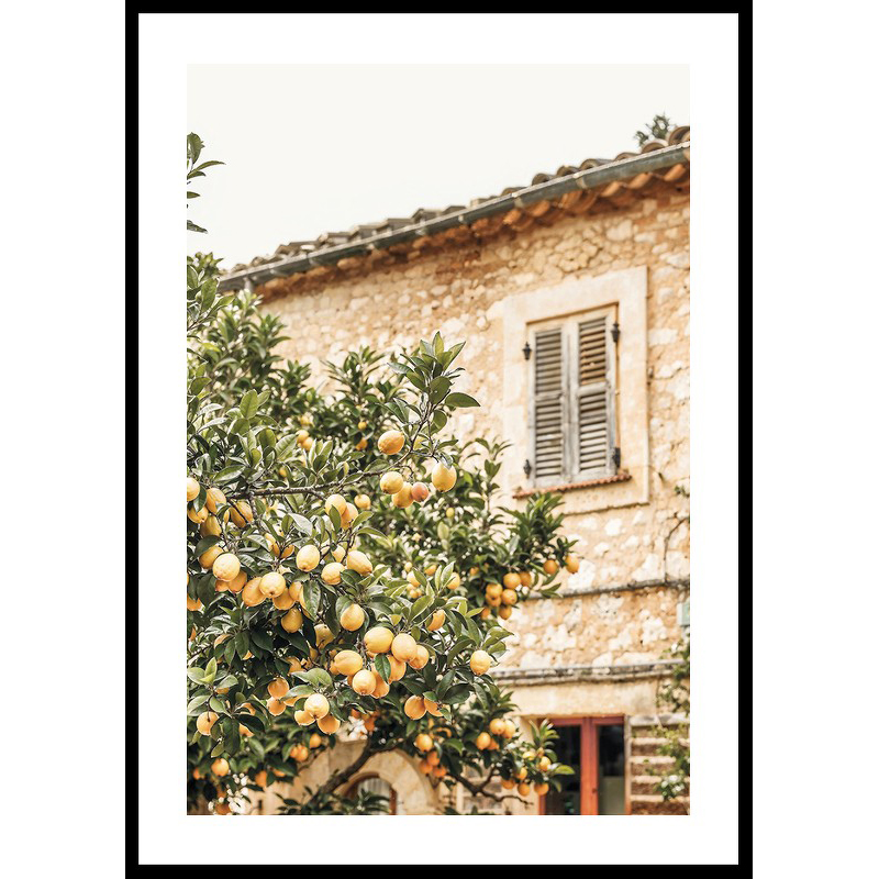 Poster Gallerix Lemon Grove Serenade